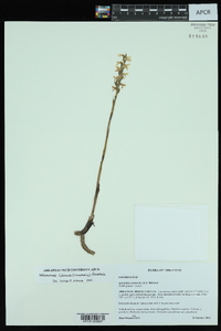 Spiranthes cernua image