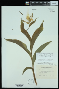 Cypripedium parviflorum var. pubescens image