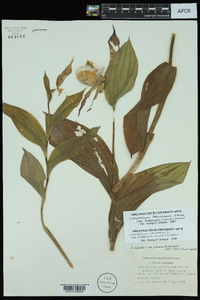 Cypripedium parviflorum var. pubescens image