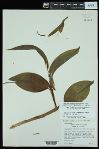 Cypripedium parviflorum var. pubescens image