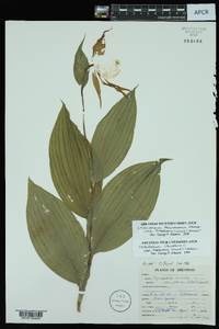 Cypripedium parviflorum var. pubescens image