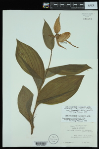 Cypripedium parviflorum var. pubescens image