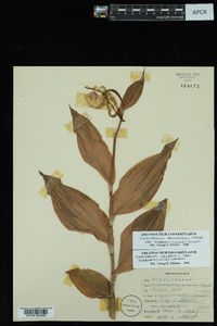 Cypripedium parviflorum var. pubescens image