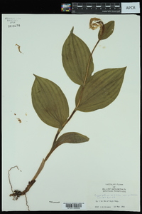 Cypripedium parviflorum var. pubescens image