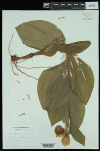 Cypripedium reginae image