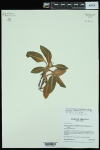 Goodyera pubescens image