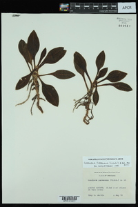 Goodyera pubescens image