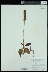 Goodyera pubescens image