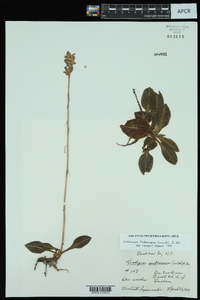 Goodyera pubescens image