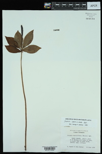 Isotria verticillata image