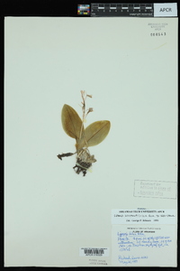 Liparis liliifolia image