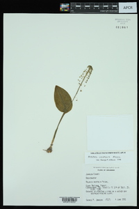 Malaxis unifolia image