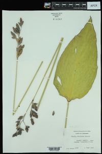 Thalia dealbata image