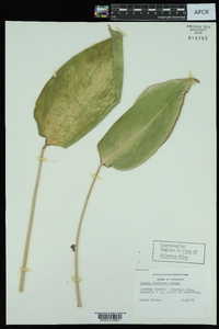 Thalia dealbata image