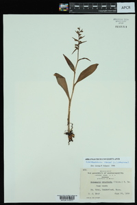 Coeloglossum viride image