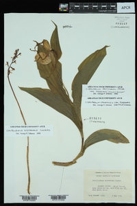 Cypripedium parviflorum var. pubescens image