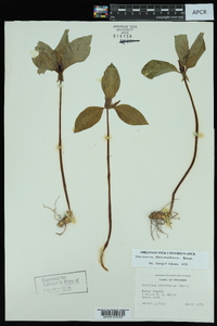 Trillium recurvatum image