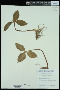 Trillium recurvatum image