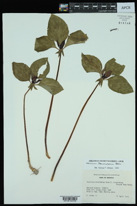 Trillium recurvatum image