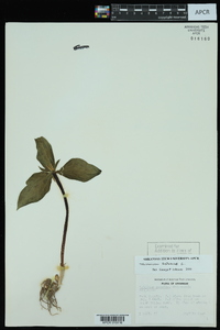 Trillium sessile image