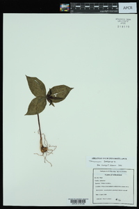 Trillium sessile image