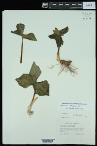 Trillium sessile image