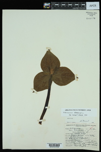 Trillium sessile image