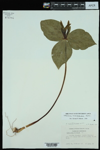 Trillium viridescens image