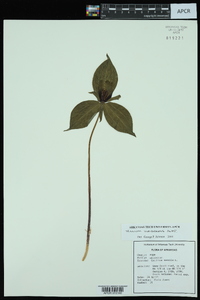 Trillium viridescens image