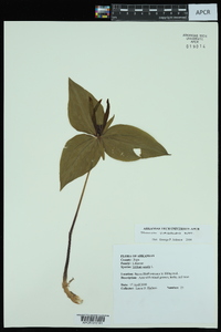 Trillium viridescens image