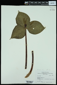 Trillium sessile image