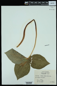 Trillium luteum image