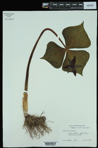 Trillium erectum image