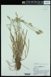 Carex longii image