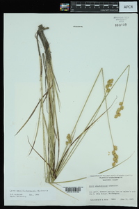 Carex merritt-fernaldii image