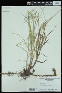 Carex hirta image