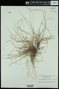 Carex nigromarginata var. minor image