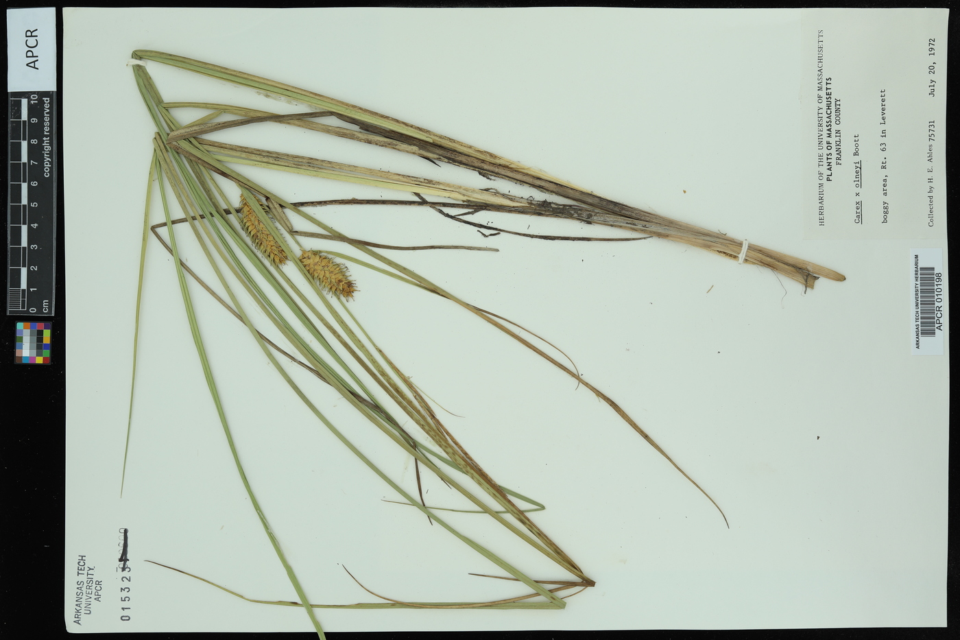 Carex x olneyi image