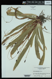 Carex plantaginea image