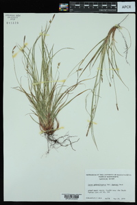 Carex pensylvanica var. distans image