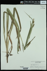 Carex scabrata image