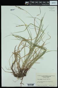 Carex swanii image