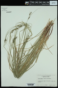 Carex swanii image