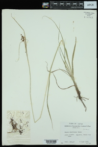 Carex shortiana image