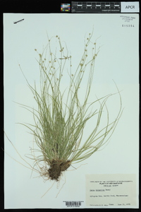 Carex trisperma image