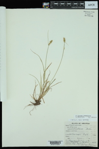 Carex retroflexa image