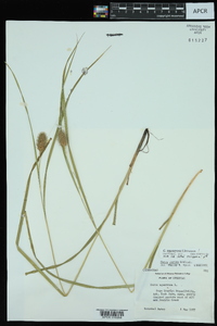 Carex squarrosa image