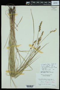 Carex triangularis image