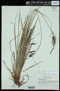 Carex joorii image