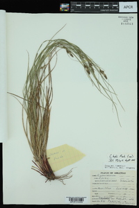 Carex caroliniana image